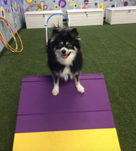 Load image into Gallery viewer, Agility (June 14 - Thursday - 1 Session - 7:30PM)