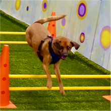 Load image into Gallery viewer, Agility (June 14 - Thursday - 1 Session - 6:30PM)