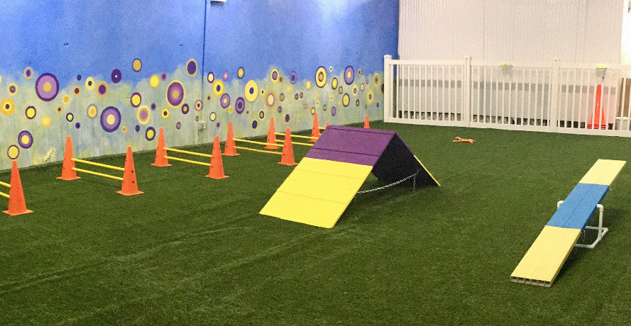 Agility (July 19 - Wednesday - 1 Session)